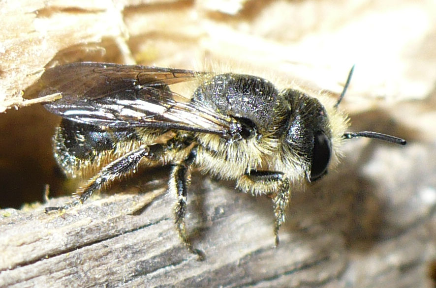 Nidi di Osmia sp. nel legno